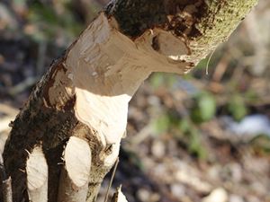 Wald
