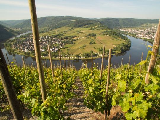 Mosel Weinberge